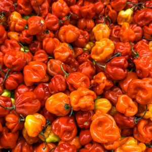 Red Habanero