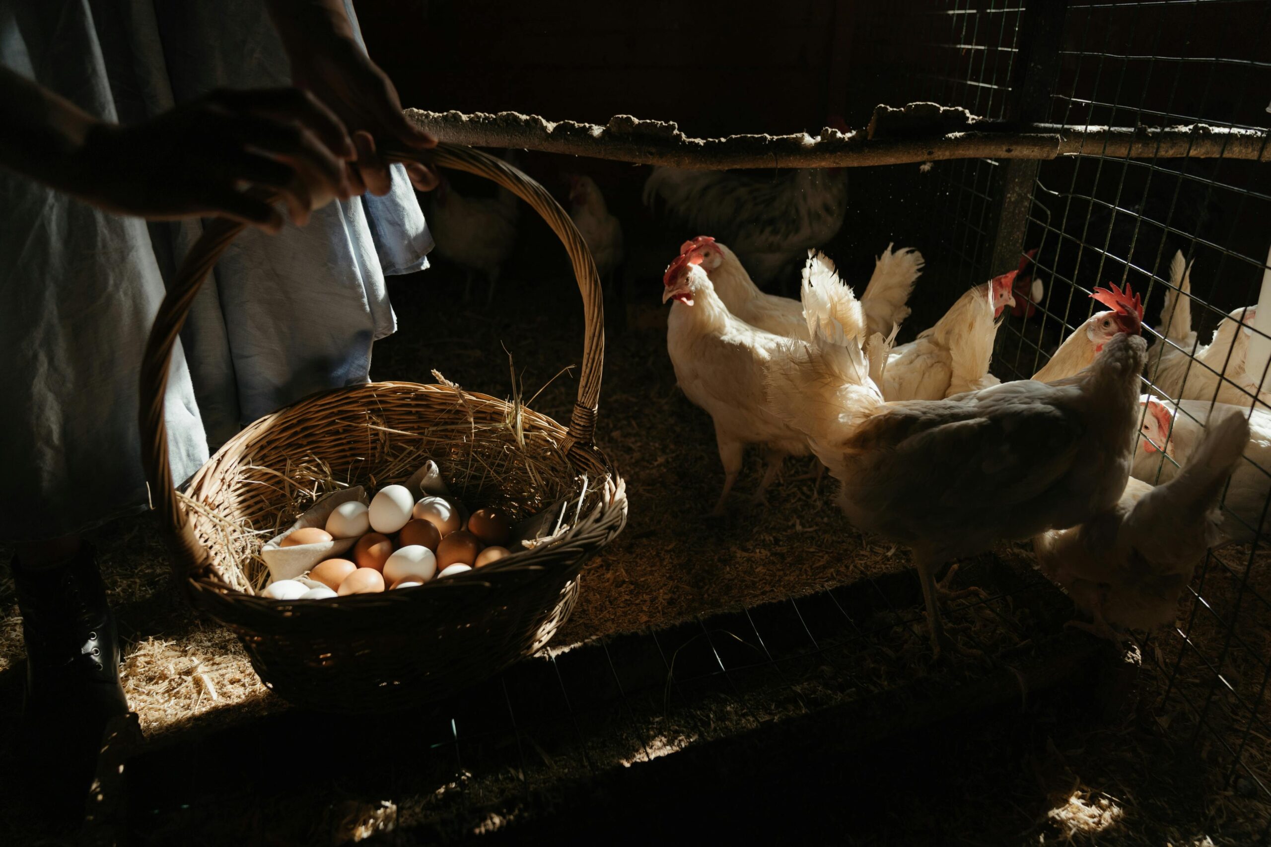 chicken coop