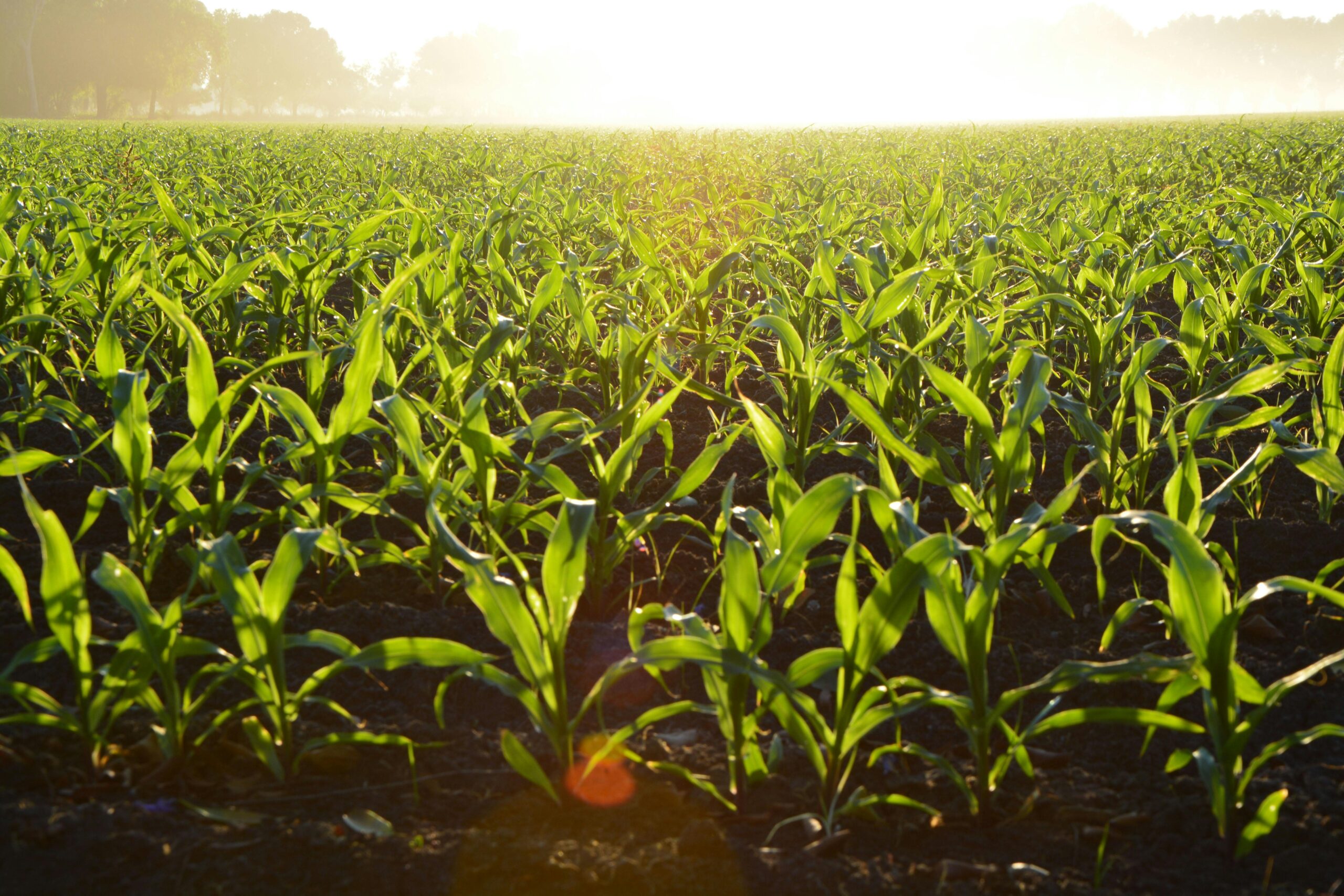 farm field