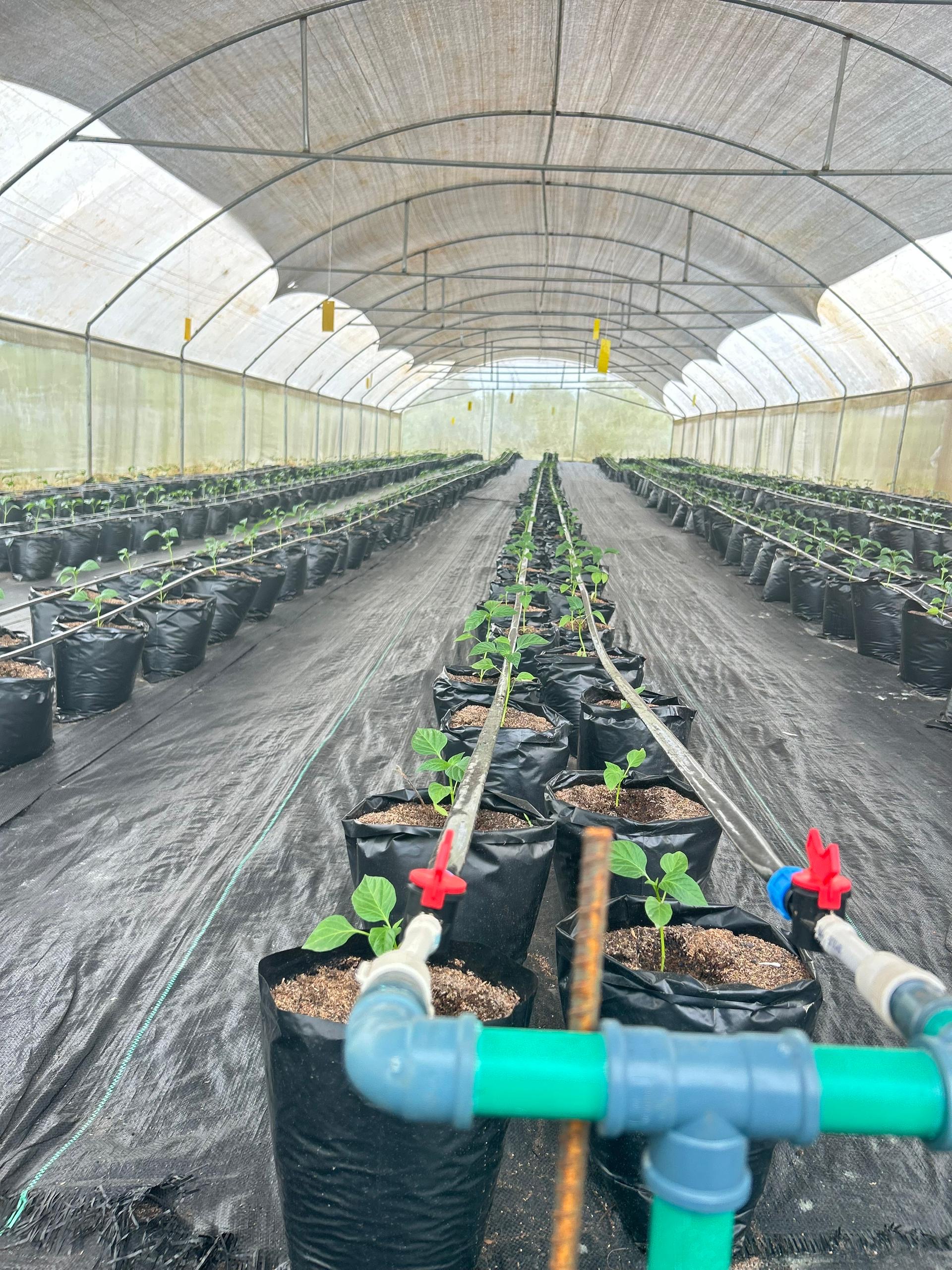 omide farm