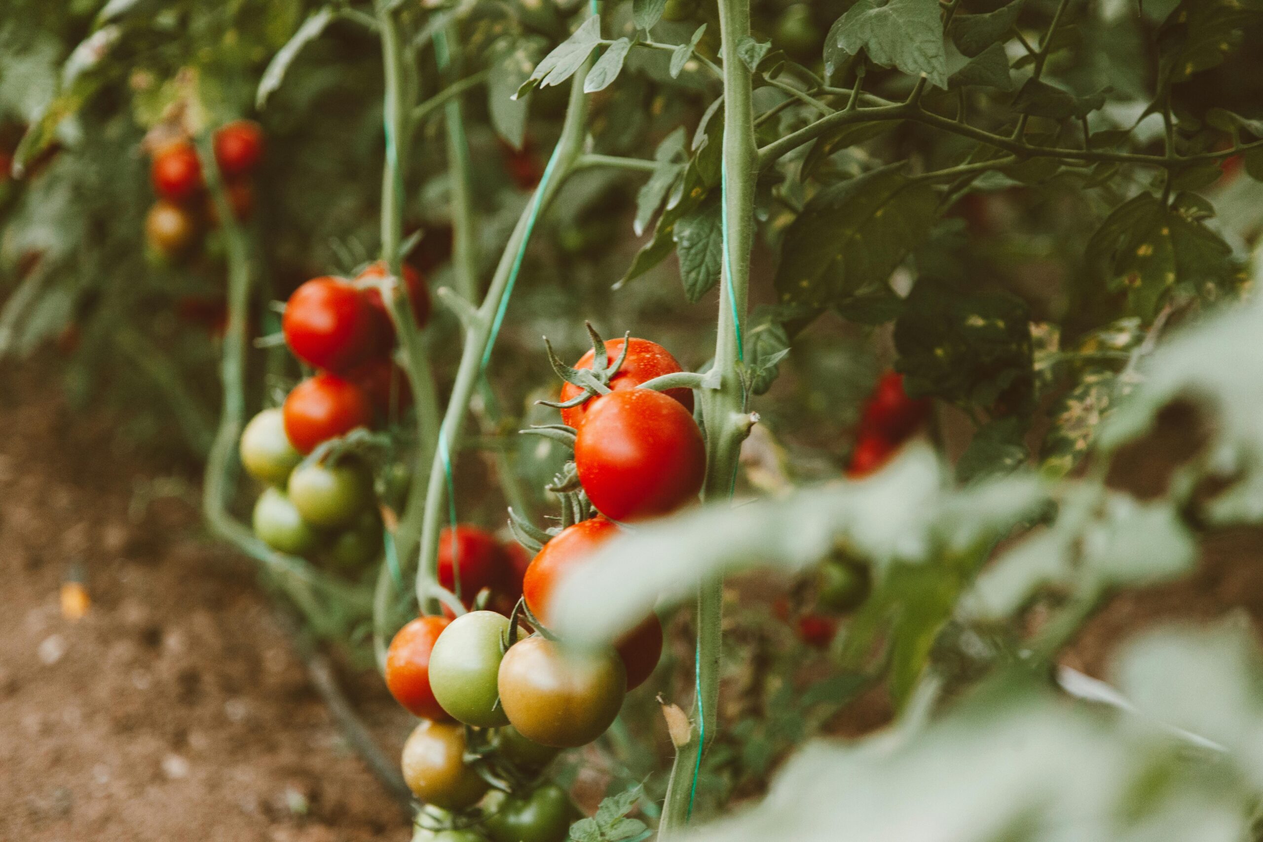 tomato on vine plant