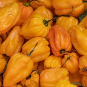 yellow habanero